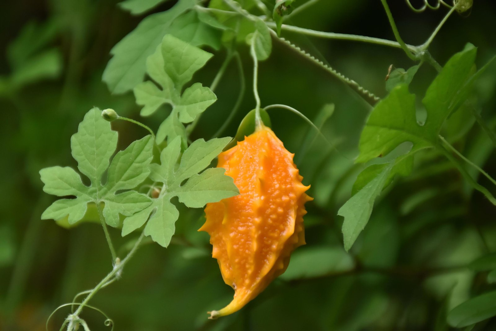 Momordica charantia